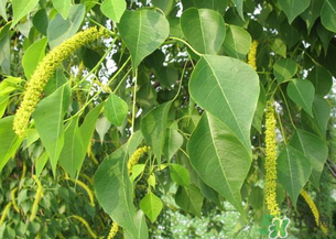構(gòu)樹穗的營養(yǎng)價(jià)值 構(gòu)樹穗有什么營養(yǎng)價(jià)值？