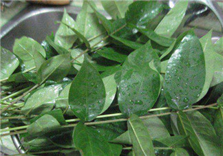 白花菜有什么功效？白花菜的功效是什么？