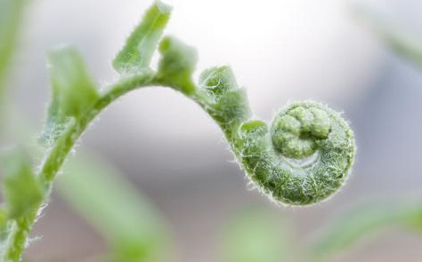 蕨菜到底能不能吃？山上的蕨菜能不能吃