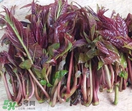 香椿芽怎么吃？新鮮香椿芽怎么吃