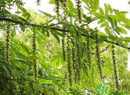 榆錢(qián)是榆樹(shù)的什么？榆錢(qián)是花還是果實(shí)