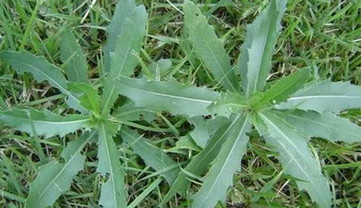 刺兒菜能吃嗎？刺兒菜可以吃嗎