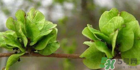 榆錢(qián)是榆樹(shù)的什么？榆錢(qián)是花還是果實(shí)