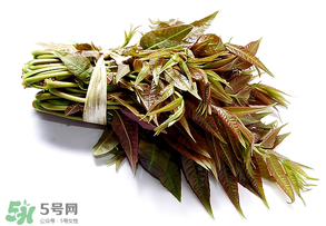香椿可以助孕嗎？香椿有助孕的功效嗎？