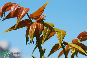 香椿可以助孕嗎？香椿有助孕的功效嗎？