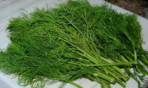 茴香苗怎么吃？茴香苗的吃法