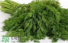 茴香苗有什么好處？茴香苗的功效與作用