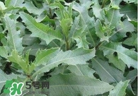 刺兒菜吃了有什么用？刺兒菜有什么功效