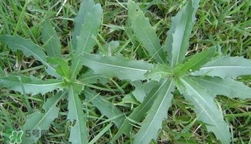 刺菜煮水喝有什么作用？刺菜泡水喝有什么好處