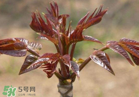 香椿子泡水喝怎么樣？香椿泡水喝的功效