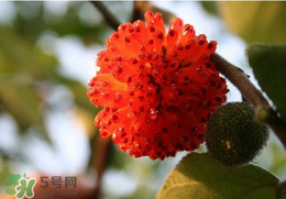 蒸構(gòu)樹(shù)花兒的功效 蒸構(gòu)樹(shù)花兒有什么功效？
