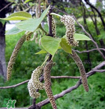 蒸構(gòu)樹(shù)花兒的功效 蒸構(gòu)樹(shù)花兒有什么功效？