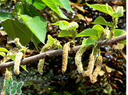 蒸構(gòu)樹花兒孕婦可以吃嗎？孕婦可以吃蒸構(gòu)樹花兒嗎？