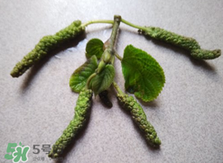蒸構(gòu)樹花兒孕婦可以吃嗎？孕婦可以吃蒸構(gòu)樹花兒嗎？
