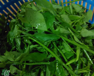 樹仔菜有毒嗎？樹仔菜有沒有毒？