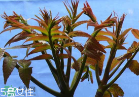 ?香椿癌癥病人能吃嗎？癌癥患者可以吃香椿嗎？