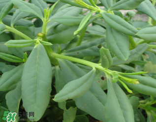 人參菜怎么吃？人參菜怎么吃好？