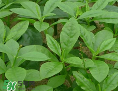人參菜怎么吃？人參菜怎么吃好？