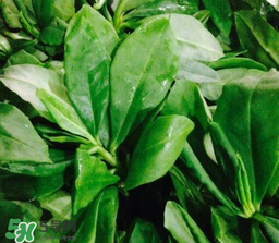 人參菜怎么吃？人參菜怎么吃好？