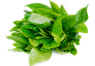 人參菜怎么吃？人參菜怎么吃好？
