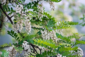 刺槐花幾月開？刺槐花什么時候開