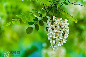 刺槐花幾月開？刺槐花什么時候開