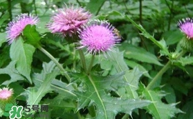 刺兒菜吃了有什么用？刺兒菜有什么功效