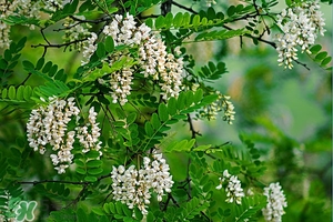 刺槐花幾月開？刺槐花什么時候開