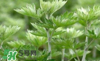 艾蒿能吃嗎？艾蒿能做菜吃嗎