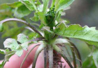高血壓能吃刺兒菜嗎？刺兒菜能降血壓嗎