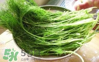茴香苗有什么好處？茴香苗的功效與作用