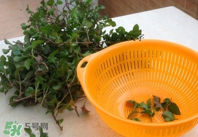 吃枸杞葉會(huì)過(guò)敏嗎？吃枸杞葉會(huì)不會(huì)過(guò)敏