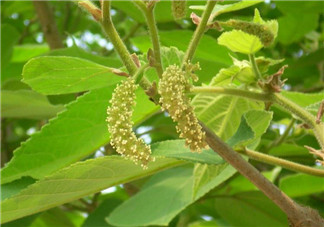 蒸構(gòu)樹花兒孕婦可以吃嗎？孕婦可以吃蒸構(gòu)樹花兒嗎？
