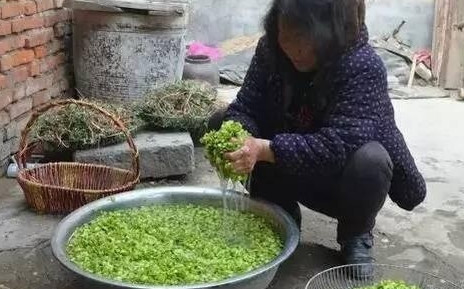 榆錢怎么蒸？蒸榆錢的做法