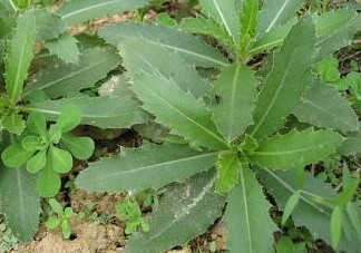 刺兒菜怎么吃不扎嘴？刺兒菜的做法