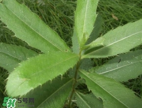 刺兒菜吃了有什么用？刺兒菜有什么功效