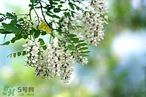 刺槐花幾月開？刺槐花什么時候開