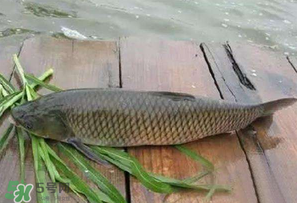 4月份可以釣草魚嗎？4月份如何釣草魚？
