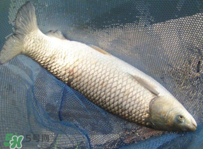 4月份可以釣草魚嗎？4月份如何釣草魚？