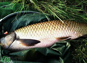 4月份可以釣草魚嗎？4月份如何釣草魚？