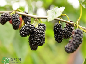 桑葚和菠蘿能一起吃嗎？桑葚可以和菠蘿一起吃嗎？