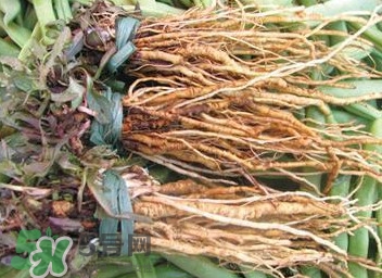 苦苣根哪里有賣？苦苣根茶在那里買的到