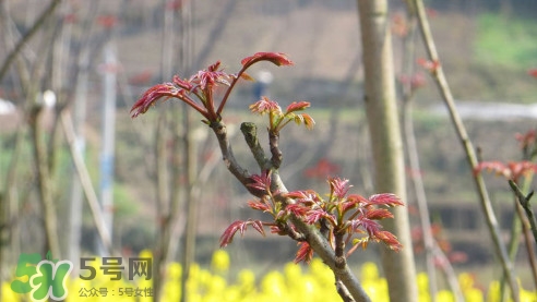 香椿葉能吃嗎？香椿葉孕婦能吃嗎？