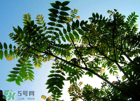 香椿放久了能吃嗎？香椿可以放多久？