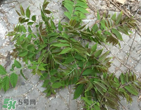 香椿長(zhǎng)什么樣子？香椿長(zhǎng)在什么地方？