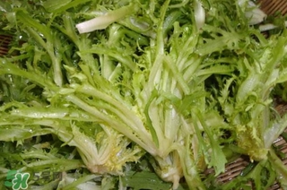 苦菊苦嗎？苦菊苦不苦