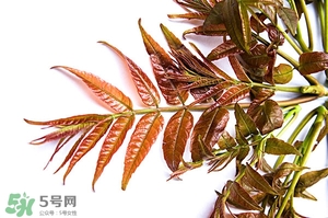 香椿樹什么時(shí)候發(fā)芽？香椿樹什么時(shí)候種植