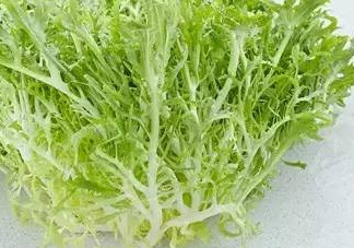 苦菊和苦苣是一種植物嗎？苦菊是不是苦苣