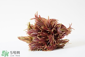 香椿樹什么時(shí)候發(fā)芽？香椿樹什么時(shí)候種植