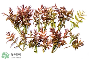 香椿樹什么時(shí)候發(fā)芽？香椿樹什么時(shí)候種植